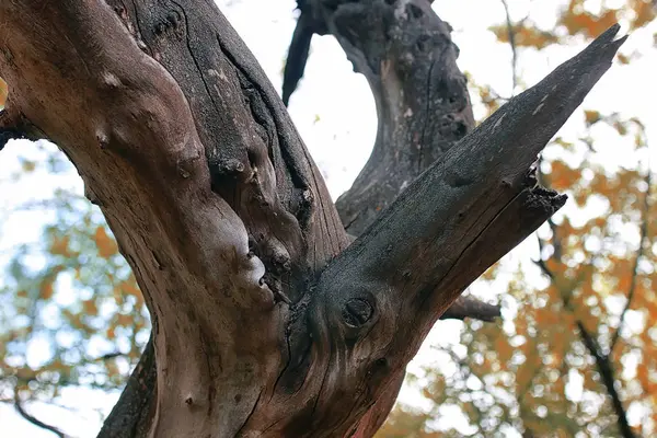 Vieil arbre séché texturé au début du printemps — Photo