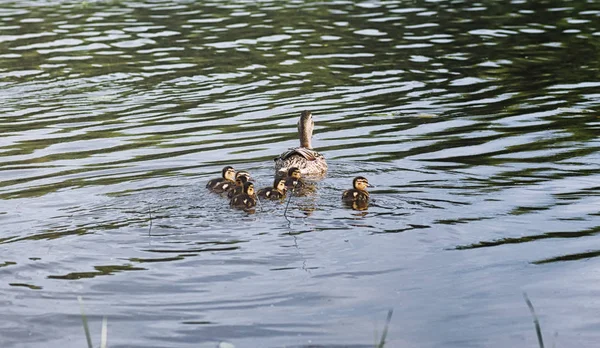 Su birikintisi kuşlarda. Bir sürü ördek ve güvercin su. Mi