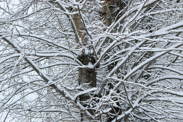 Vinter snö på gren träd — Stockfoto