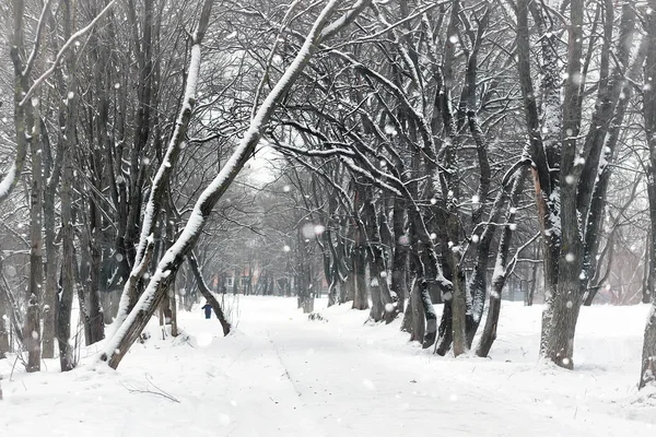 Paesaggio inverno parco alberi — Foto Stock