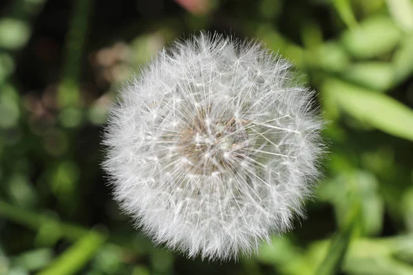 Naturaleza de primavera. Hojas y arbustos con las primeras hojas verdes en — Foto de Stock