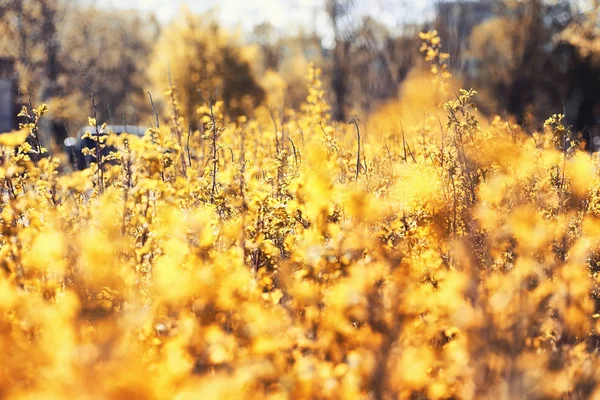 Natureza de outono. Folhas e arbustos com as folhas amarelas no p — Fotografia de Stock