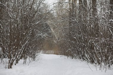 Kış manzara kar expanses kaplı. Kışın bir parkta 