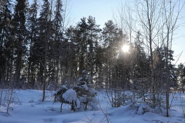 Kış ormanı karla kaplı