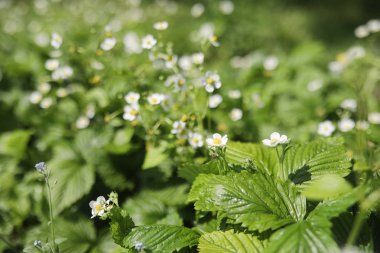 Yatay yaz mevsimindeyiz. Yeşil ağaç ve otların arasında kırsal arazi