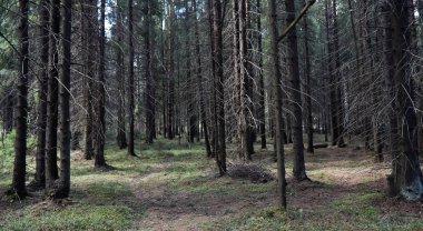 Çam ormanı. Bir ormanın derinliklerinde. Orman yolları ile yolculuk. T