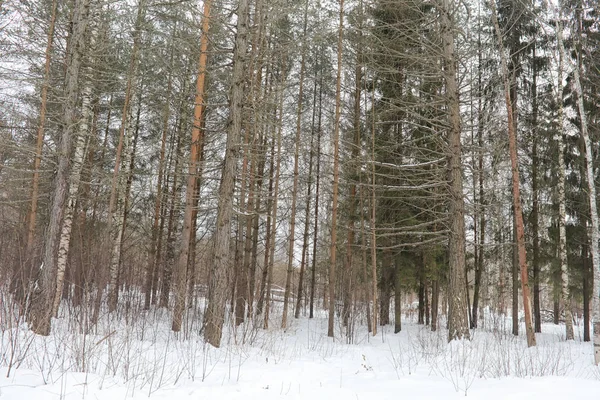 Kış manzara kar expanses kaplı. Kışın bir parkta — Stok fotoğraf