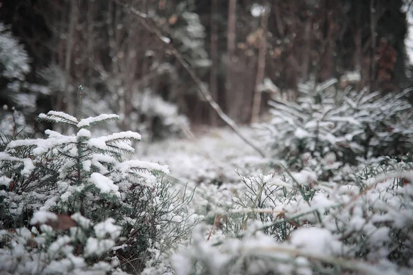 Зимовий Ліс Пейзаж Зимового Лісу Сонячний День Снігові Покриті Дерева — стокове фото