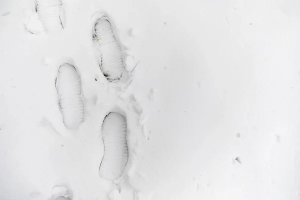 Fußabdrücke im Schnee. Fußspuren auf dem ersten Schnee. Impressum von — Stockfoto