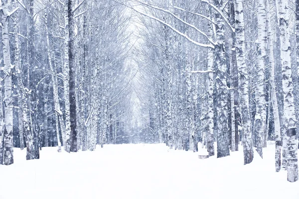 Winter snowy day in a beautiful forest — Stock Photo, Image