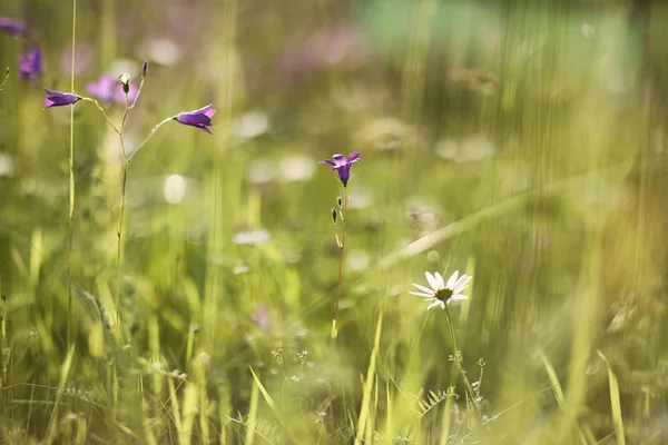 Landscape is summer. Green trees and grass in a countryside land