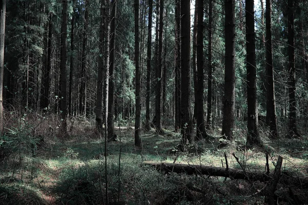 Çam ormanı. Bir ormanın derinliklerinde. Orman yolları ile yolculuk. T — Stok fotoğraf