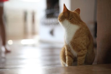 Bir odada kırmızı kedi