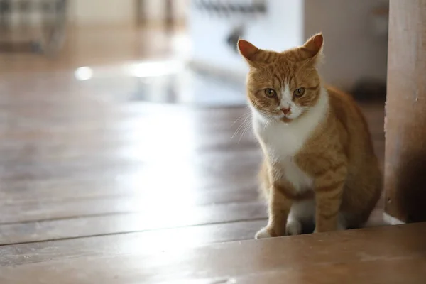 Красная кошка в комнате — стоковое фото