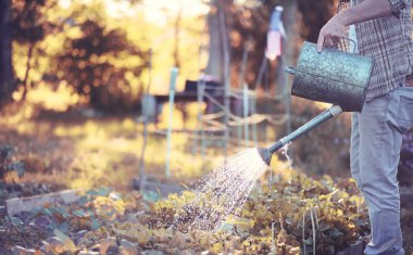 Adam çiftçi sebze Bahçe sulama