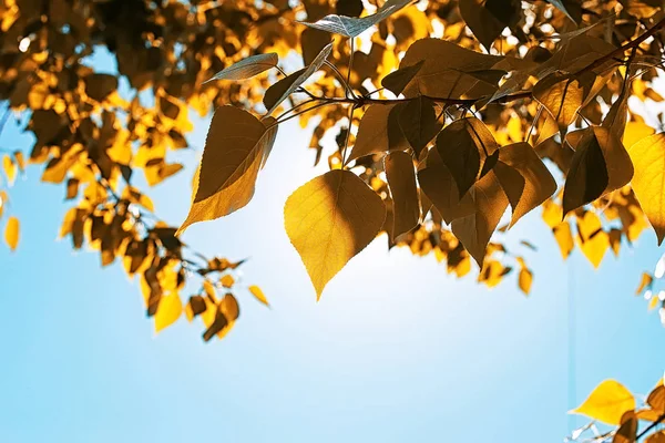 Yellow autumn leaves of trees on clear blue sky