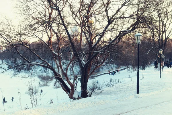 Inverno strada albero di luce — Foto Stock