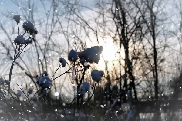 Lanscape sníh tráva makro strom zima — Stock fotografie