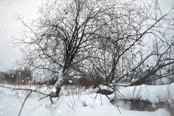 冬雪乡土孤树 — 图库照片