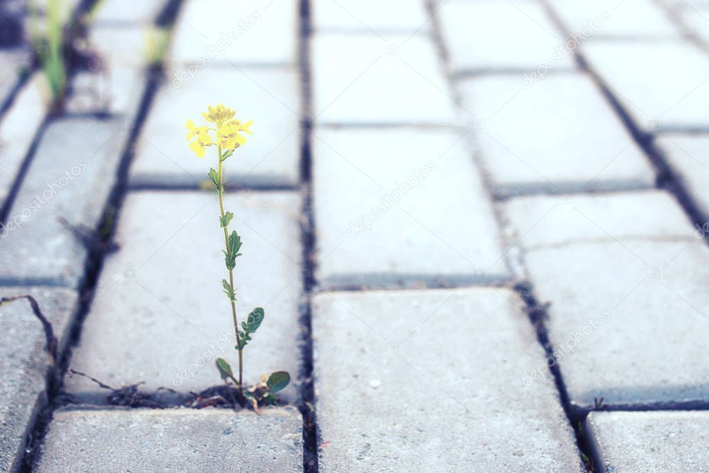 small flower growing through the paving stone at sunset