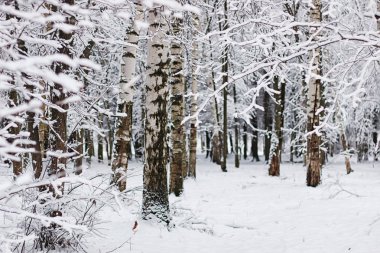 Kış ormanı karla kaplı