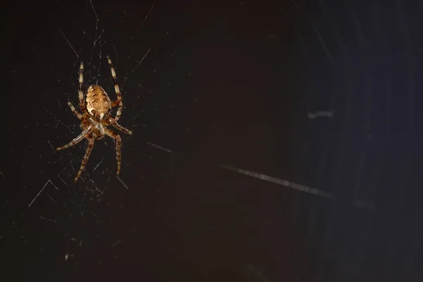 macro spider on the web