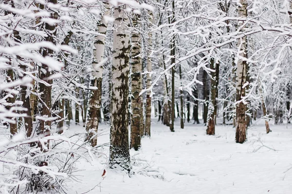 Kış ormanı karla kaplı