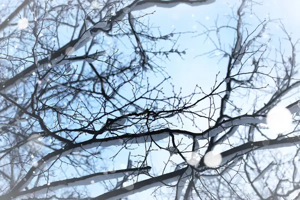Голые ветви зимних деревьев — стоковое фото