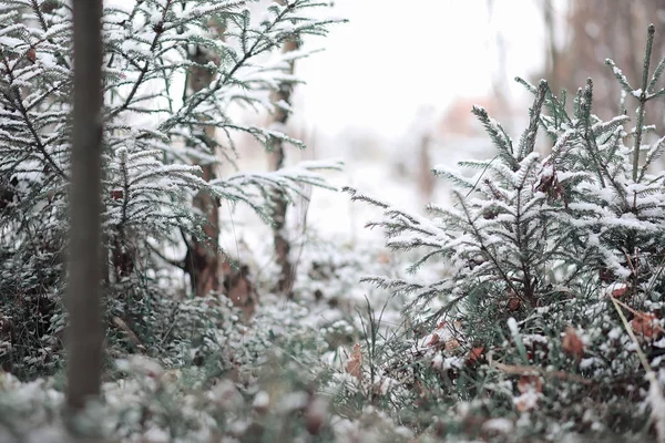 Vinter skog. Landskap av vintern skog på en solig dag. Snö-c — Stockfoto