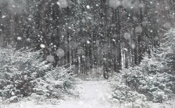 겨울 숲입니다. 화창한 날에 겨울 숲의 풍경입니다. 눈-c — 스톡 사진