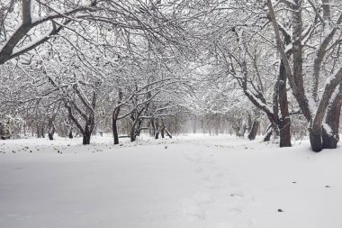 Karla kaplı Kış park ve banklar. Park ve beslenme için pier 
