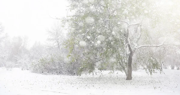 Parque de invierno cubierto de nieve y bancos. Parque y muelle para alimentación — Foto de Stock