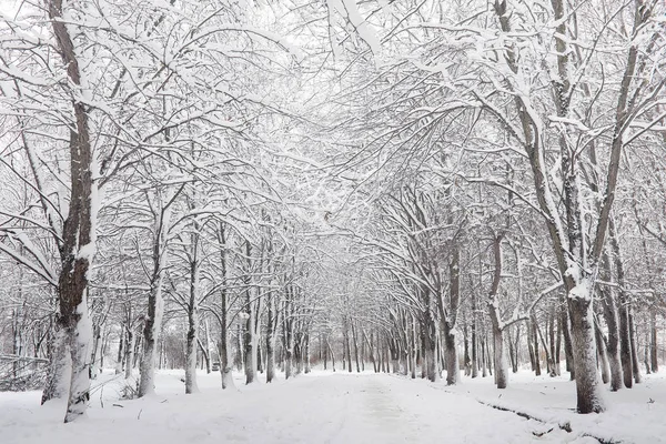 Parco invernale innevato e panchine. Parco e molo per l'alimentazione — Foto Stock