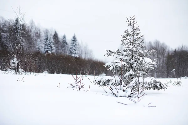 Landschaft im Winter bewölkt — Stockfoto