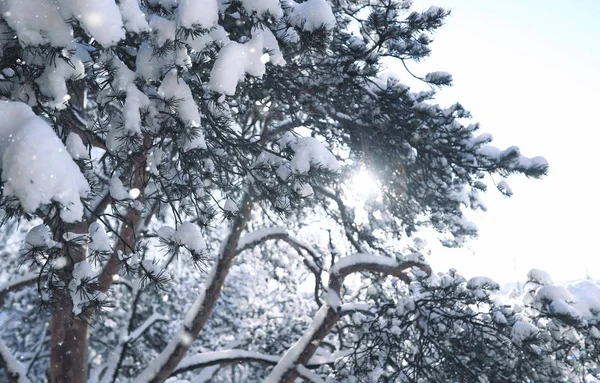 Floresta pinhal mágica na estação de inverno na neve — Fotografia de Stock