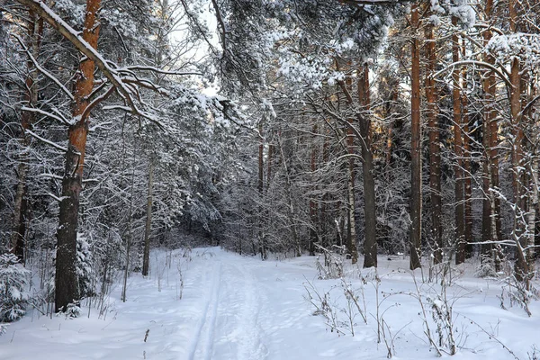 Güneşli kış günü bir şiddetli kar fırtınası sonra çam ormanı — Stok fotoğraf