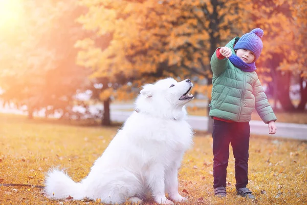美しい犬と散歩中の素敵な女の子 — ストック写真