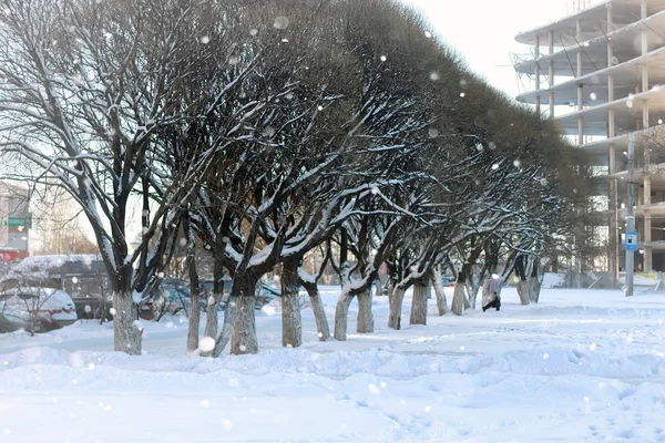 가로수로 여행 겨울 — 스톡 사진