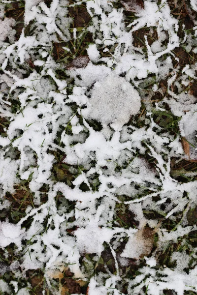 Eerste winter sneeuw takken — Stockfoto