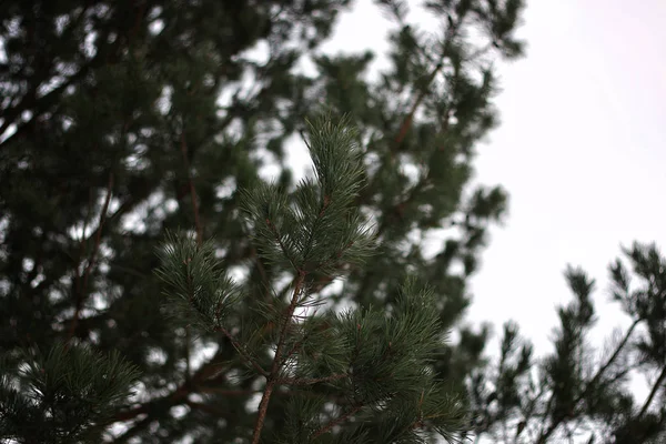 Ramas de árboles en invierno — Foto de Stock