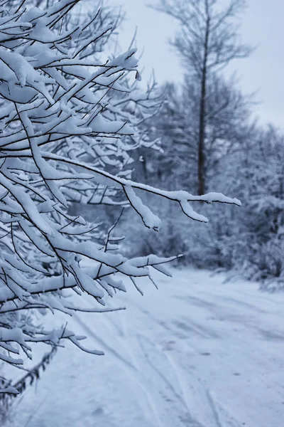 Bosque de invierno cubierto de nieve — Foto de Stock