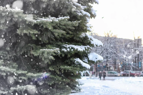 Invierno abeto nieve —  Fotos de Stock