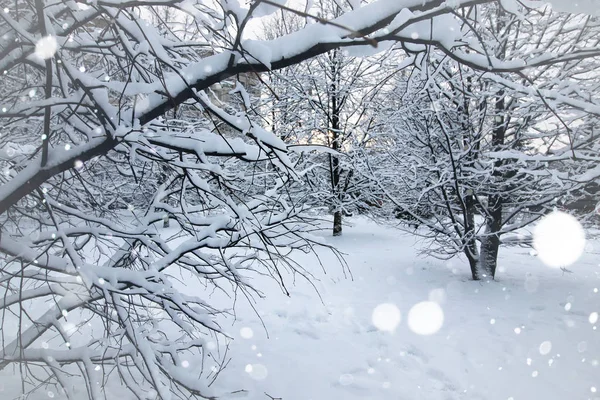Paisaje ramas desnudas en invierno — Foto de Stock