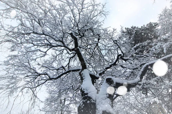 Branches nues des arbres d'hiver — Photo