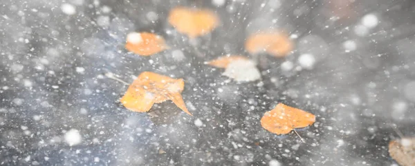 De herfst park achtergrond in de eerste sneeuw — Stockfoto