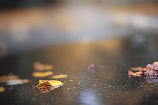 Herbstlicher Regen im Park — Stockfoto