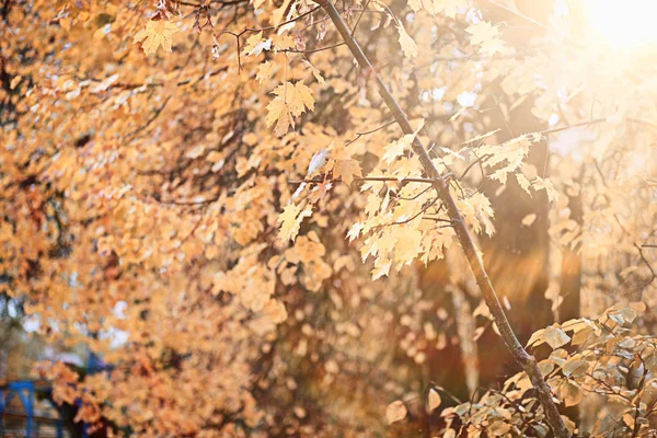 Pluie Automne Dans Parc Pendant Journée — Photo