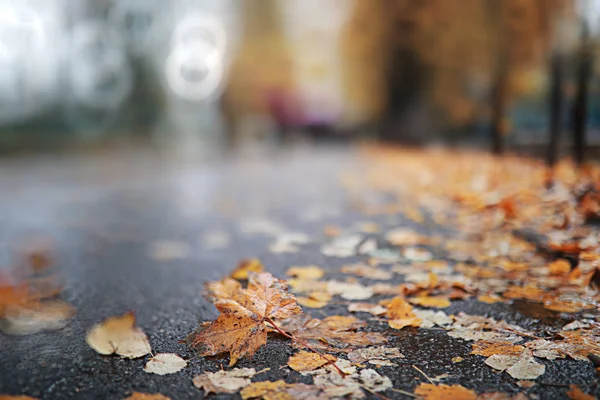 Outono chuva backgroun no parque — Fotografia de Stock