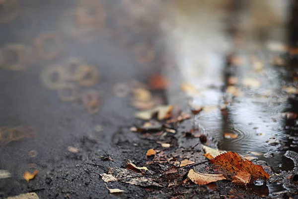 Herbstlicher Regen im Park — Stockfoto