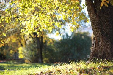 Parkta sonbahar arka plan